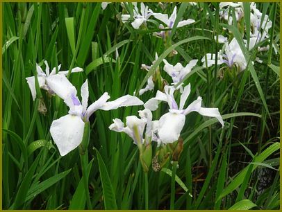 令和２年５月９日 杜若和服の美人我思ふ 花の歳時記 天南星の魅力 山野草 楽天ブログ