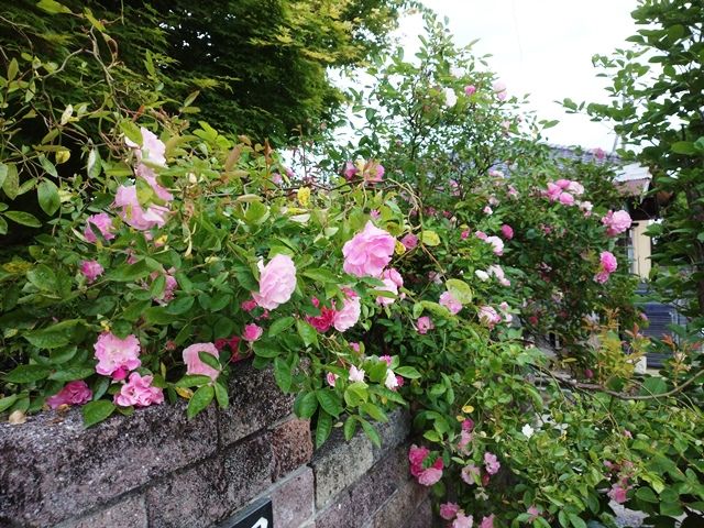 我が家の門柱前の無名のつるバラ 青パパイヤと家庭菜園日記 楽天ブログ