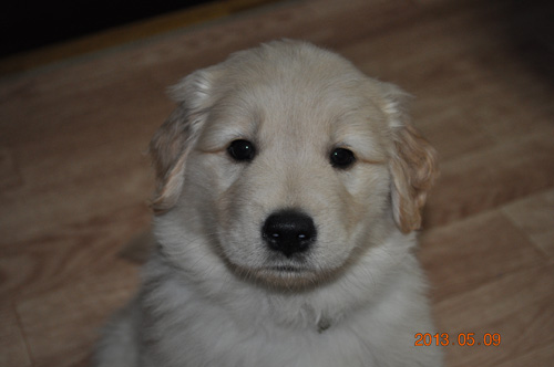 ゴールデンレトリバー GOLDEN RETRIEVER 仔犬お譲りします。 | GOLDEN RETRIEVER & ゴールデンレトリバー ...
