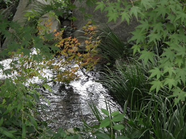 DSCF8524.JPG