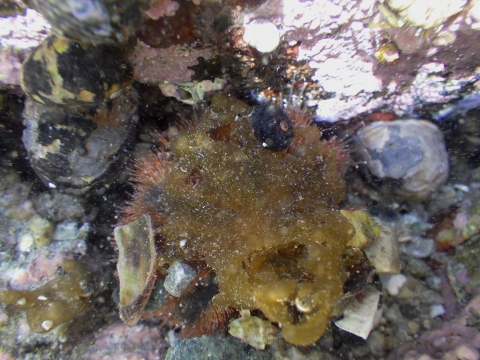 串本磯採集2017年4月中旬31　コシダカウニ（Mespilia globulus）