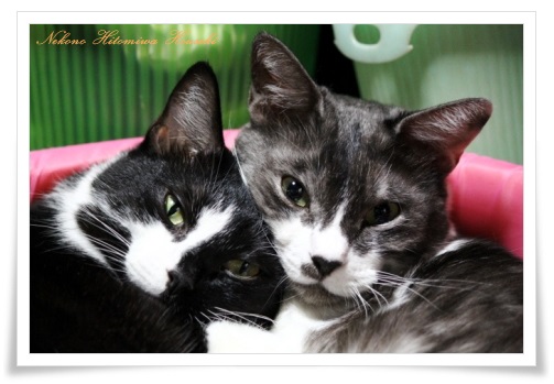 蓮 ＆ 花梨 13.10.29-2