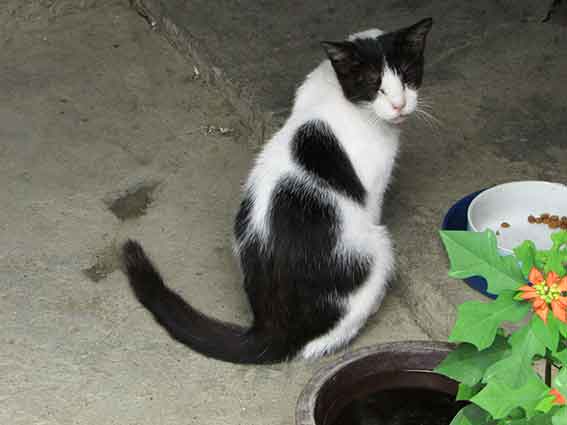 我が家のニャンコ♪2015/8/30-2