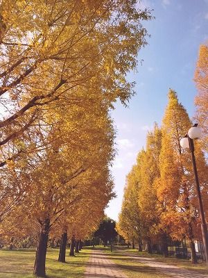 ブナ日和 キノコ日和in氷ノ山 11月11日 なんでもない日バンザイ 楽天ブログ