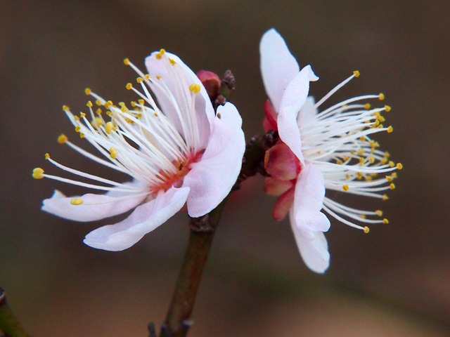P1020244.jpg