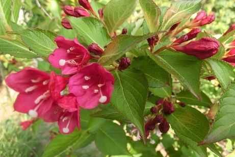 アカバナウツギ