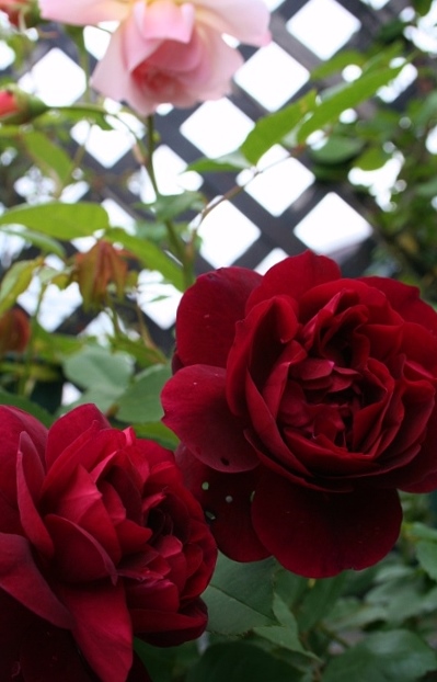 2015フランシス・デュブルイ