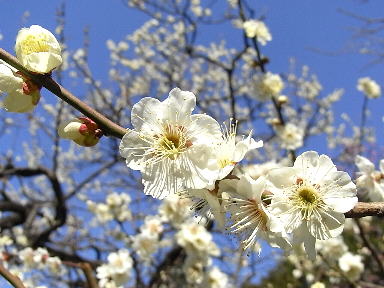 ume00028.jpg