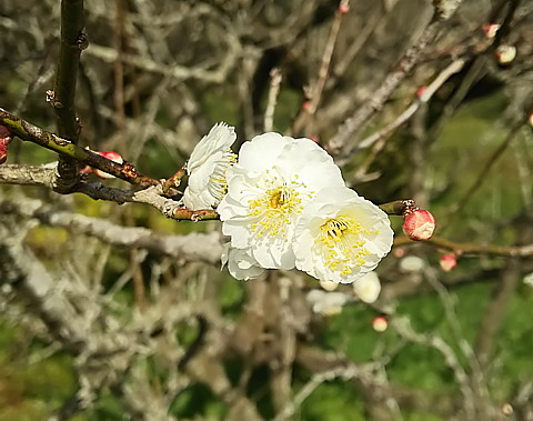 DSC_1378.jpg