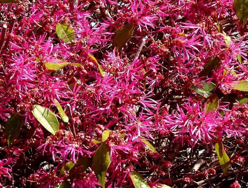 3月19日 今日の一花 その２ ベニバナトキワマンサク 紅花常盤満作 Gazengamaのブログ 散歩中に出合った花と趣味の陶芸作品 楽天ブログ