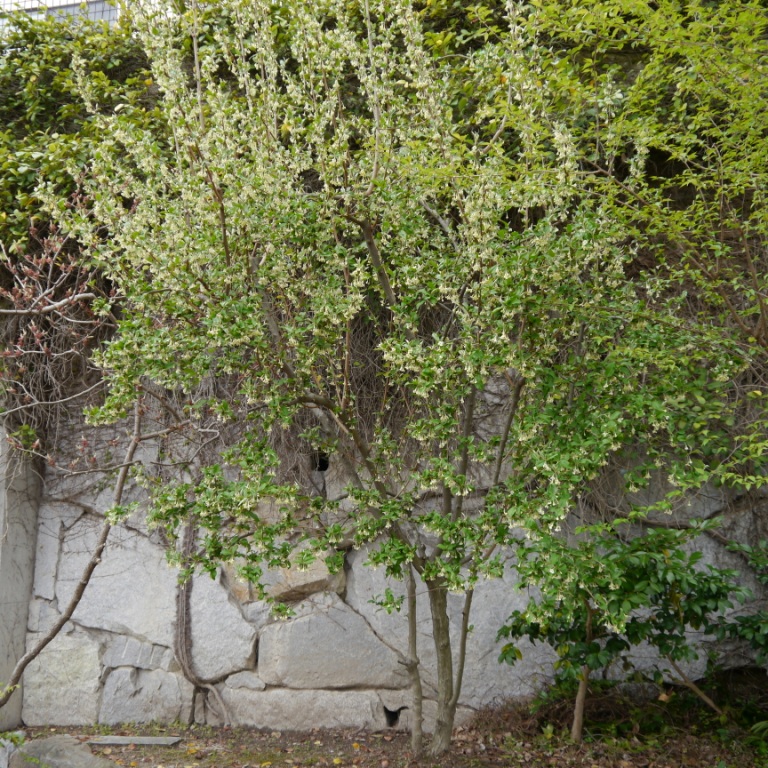 P1060844（ナツグミ）.jpg