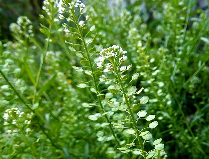 夏のお花あれこれ ジュラのお散歩花日記 楽天ブログ 夏のお花あれこれ ジュラのお散歩花日記 楽天ブログ