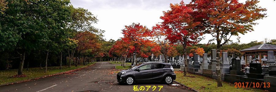 １０／１３千歳霊園の紅葉.jpg
