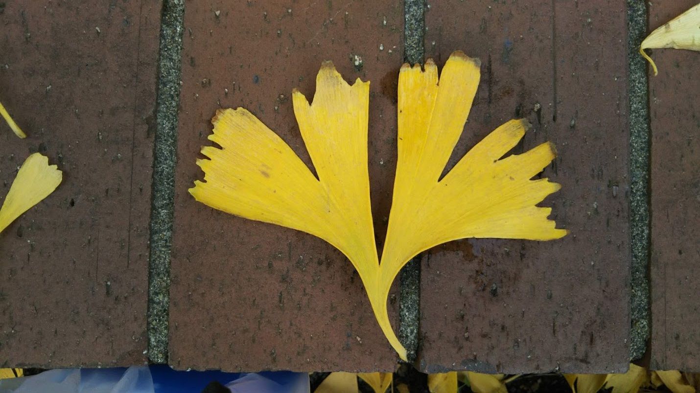 銀杏葉 Ginkgo Leaf 愈々庵気まぐれ日記 楽天ブログ