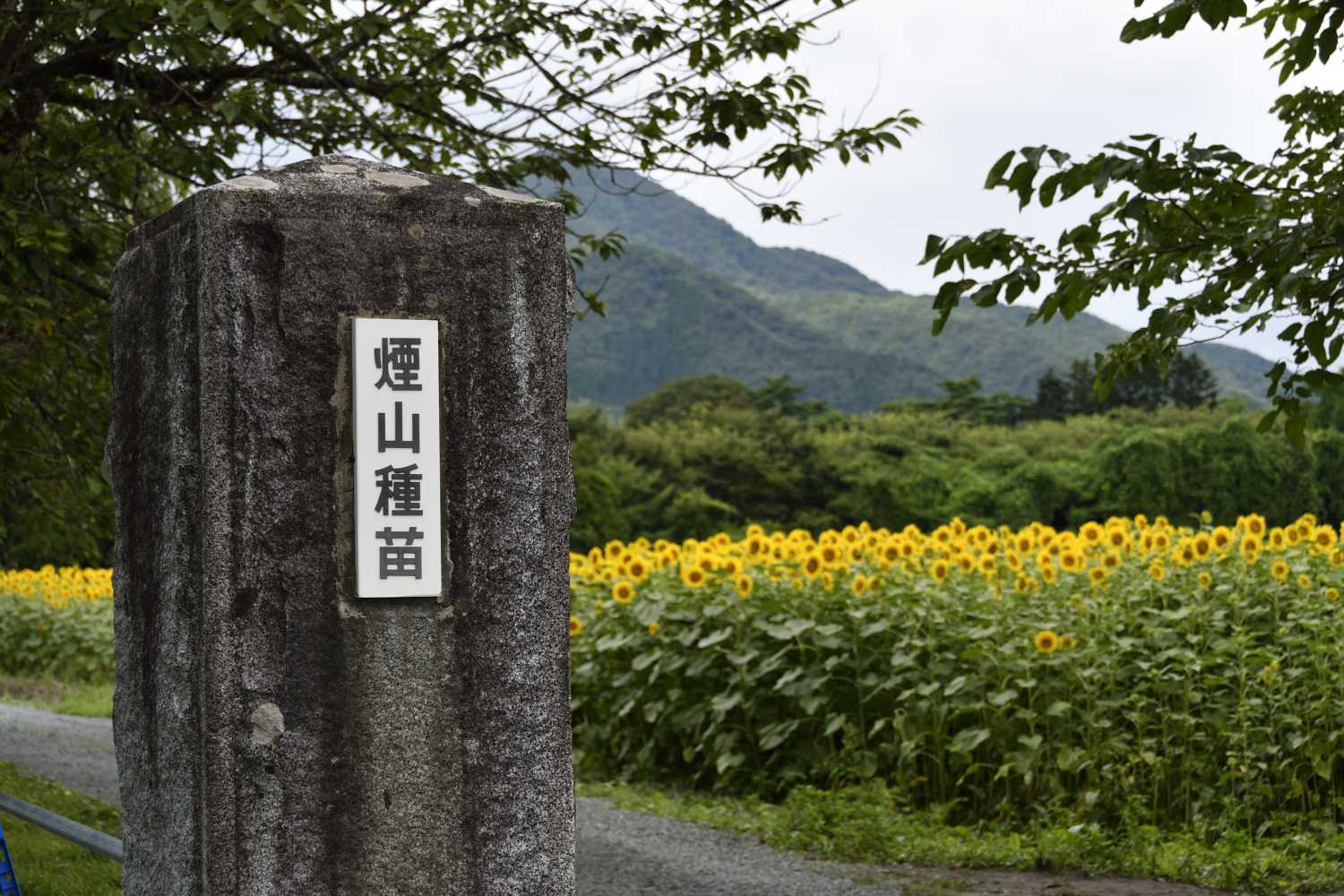 矢巾のひまわり畑に行きました ふう 出来るだけ書くぞ 楽天ブログ