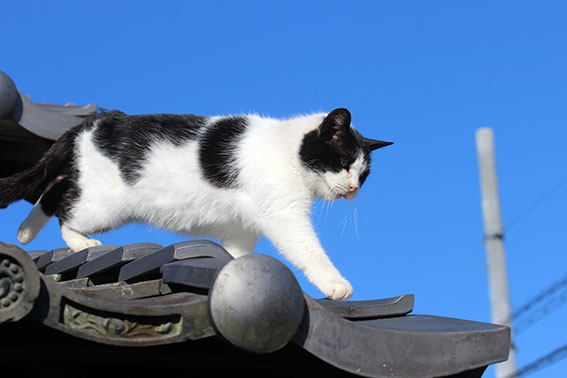 我が家のニャンコ♪2015/1/25-2