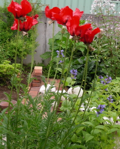 2017-06-16popy (1).JPG