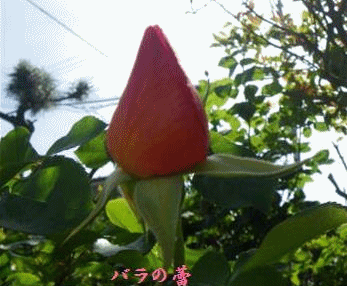 アニメ　バラ一輪の
