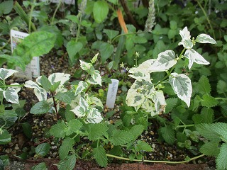 IMG_0298ss.jpg