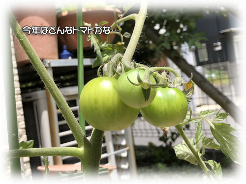 自然 植物 生き物 の記事一覧 あいまいのおしゃべりカフェ 楽天ブログ