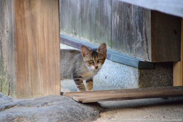 今日のかわいさ:中国のパンダ保育園の画像を見る