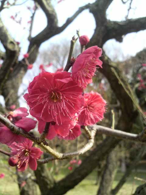 大阪城公園梅の花