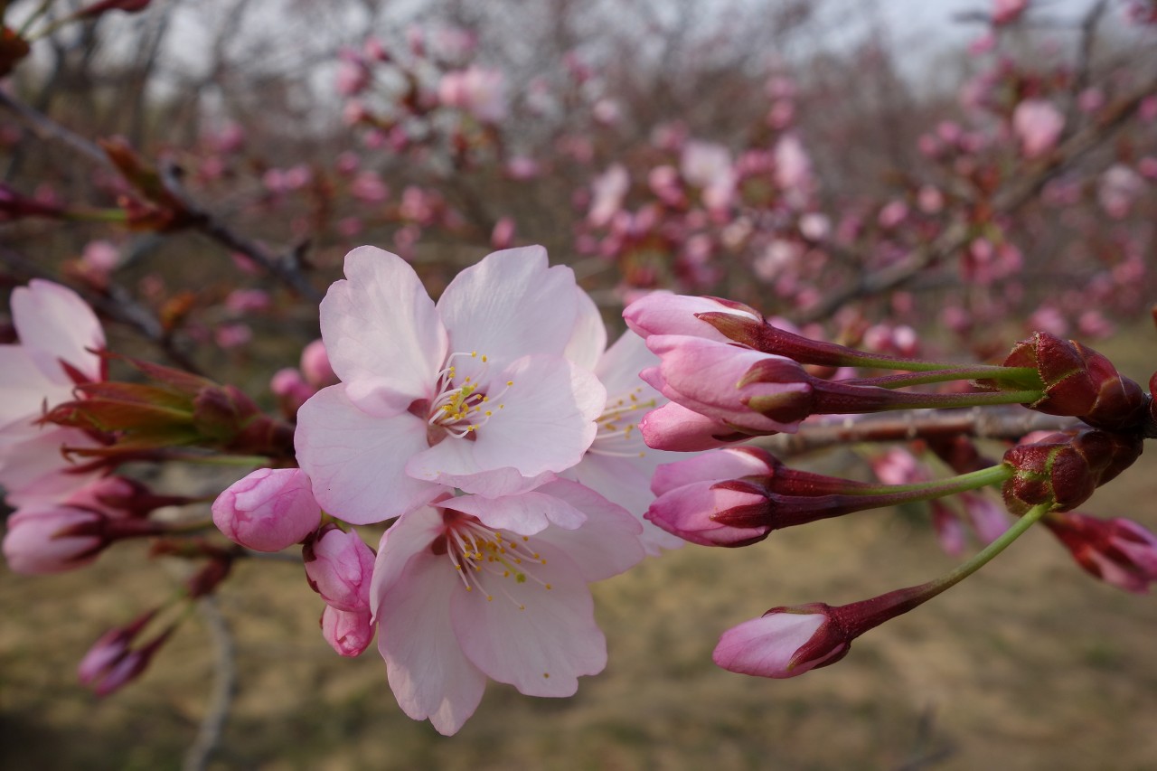オホーツク　網走市　天都山　桜の開花　４