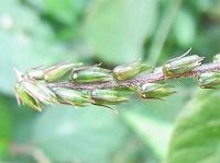 誕生花のないイノコズチ 猪子槌 の花言葉 命燃え尽きるまで 陰ひなたのある 二重人格 のひっつき虫 弥生おばさんのガーデニングノート 花と緑の365日 楽天ブログ