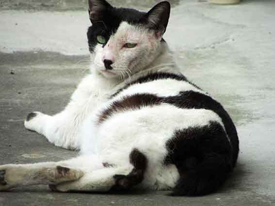 我が家のニャンコ♪2016/5/10-3