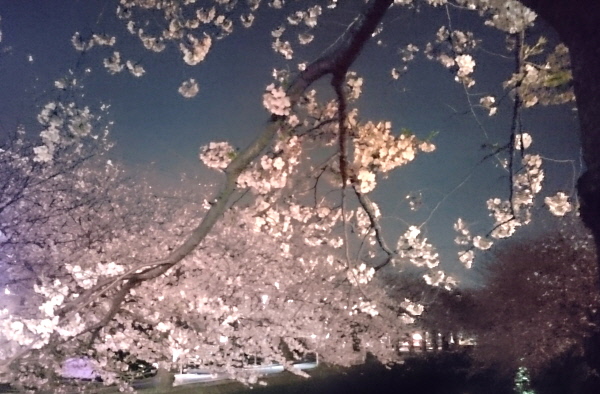 潤井川の夜桜2(1).JPG