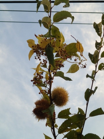 nitijou131021002