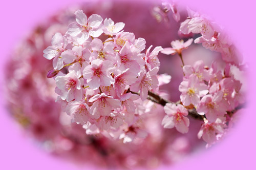 桜６