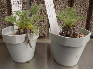 ペラルゴニウム