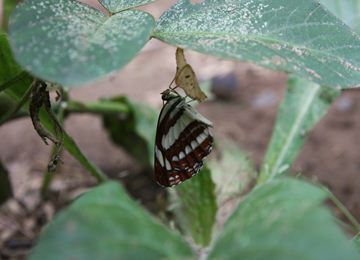 IMG_7524_R.JPG
