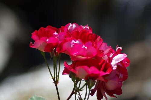 谷津バラ園のバラの花