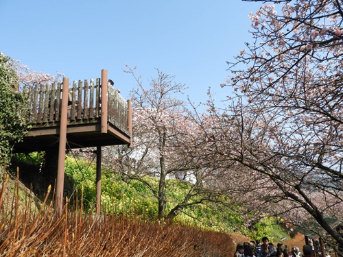 まつだ桜まつり