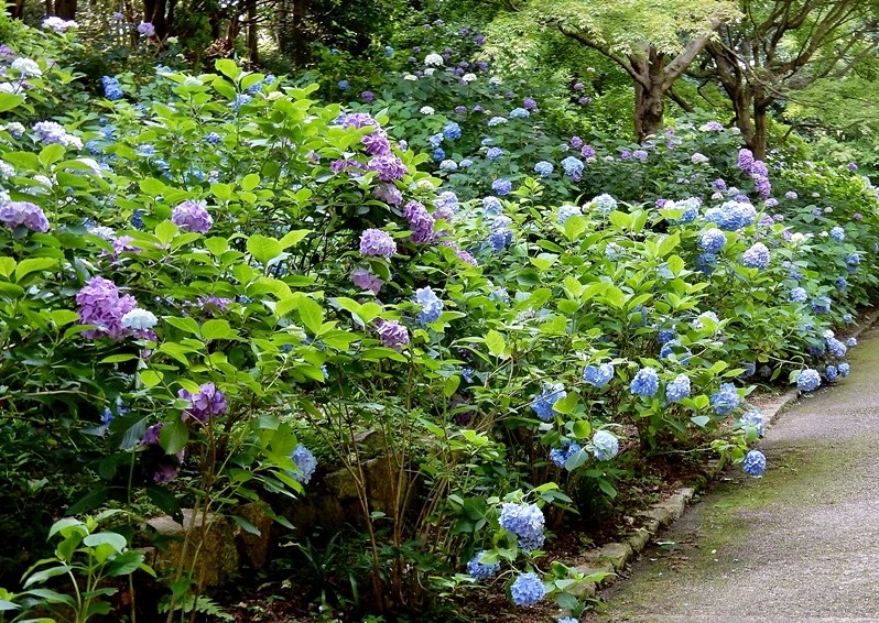 あじさい坂