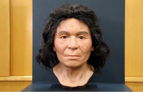 縄文人の顔復元 そのルーツを探れ 彡 学び活かすのブログ 楽天ブログ