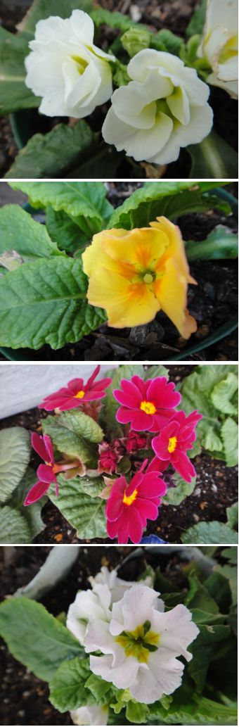 実生ポリアンサの花