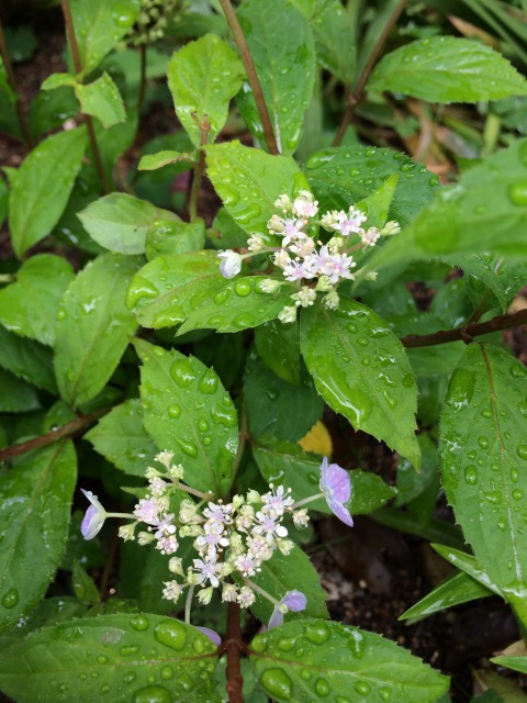 s_IMG_4639.JPG