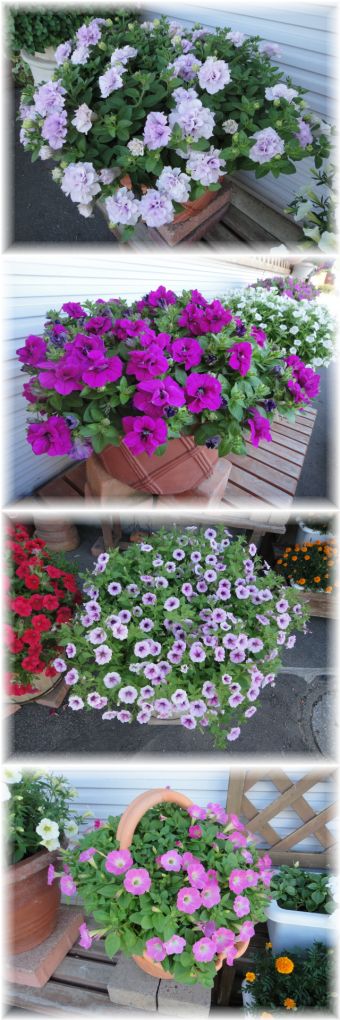 再デビューのペチュニアたちです。