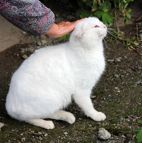 我が家のニャンコ♪2014/12/07-3