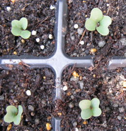 orange cavolfiore2014