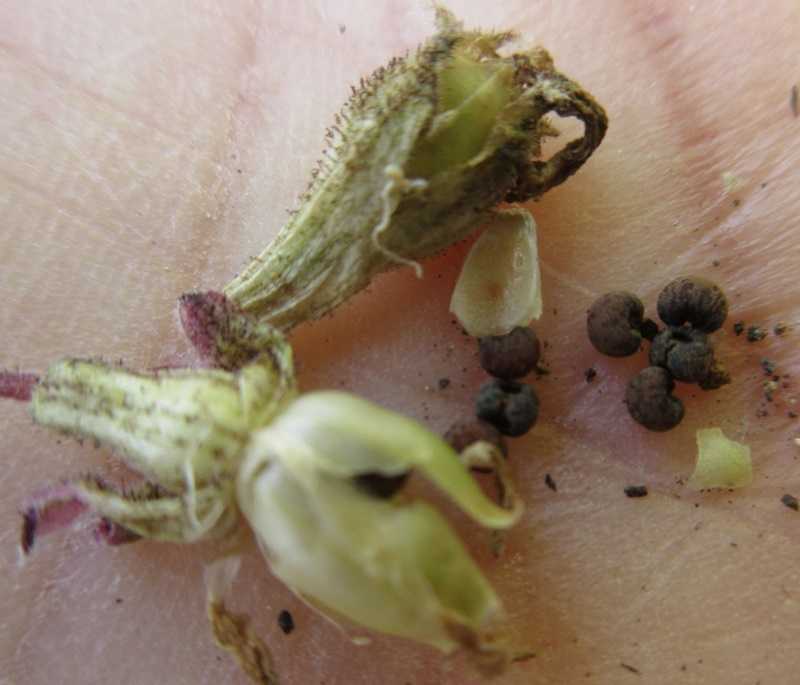 シレネピンクパンサーの種の採り方 ギリア2種類が美しい 狭い庭を花いっぱいにする育て方 楽天ブログ