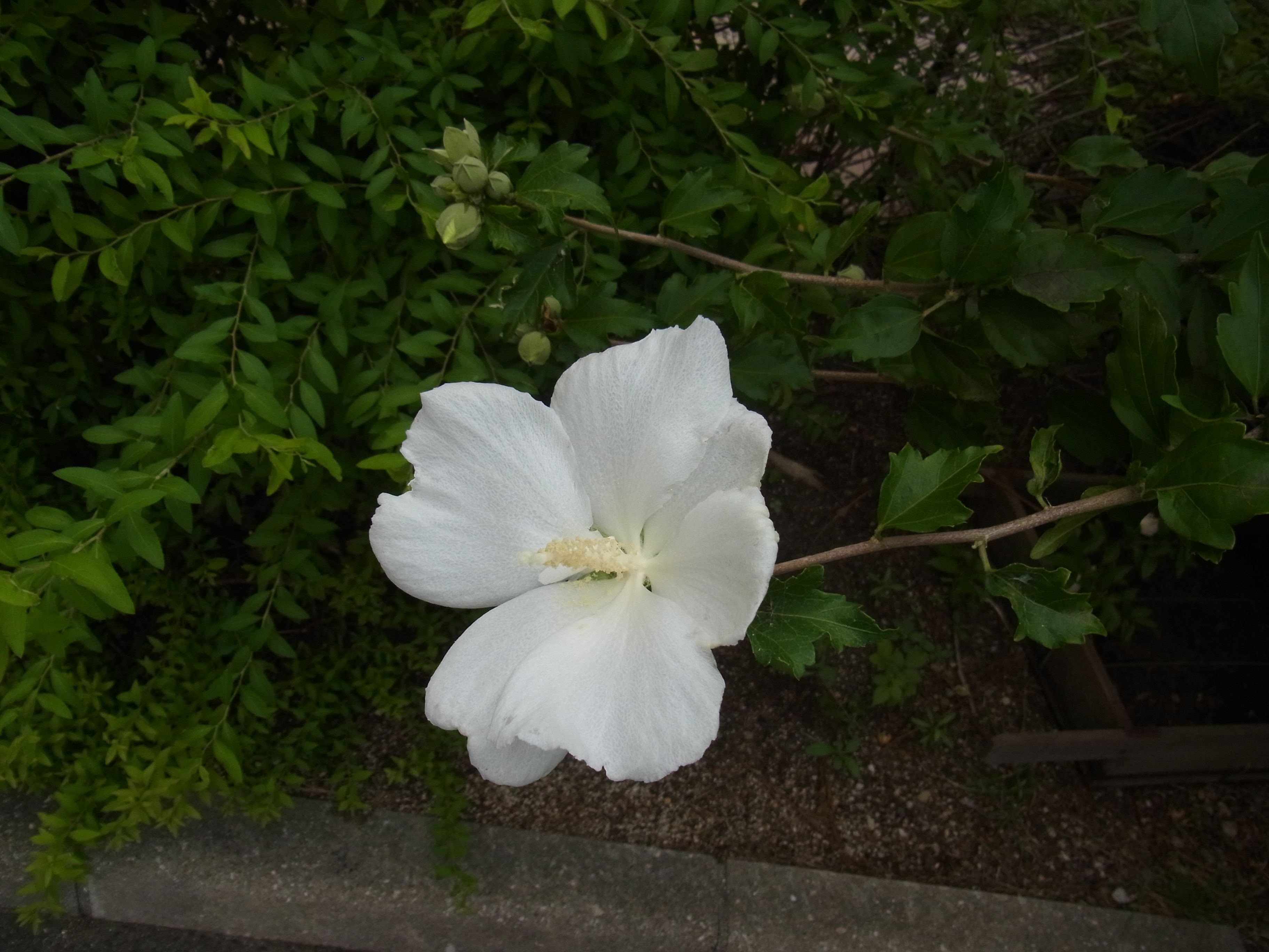 白い木槿 むくげ の花 夢みるきのこ 楽天ブログ