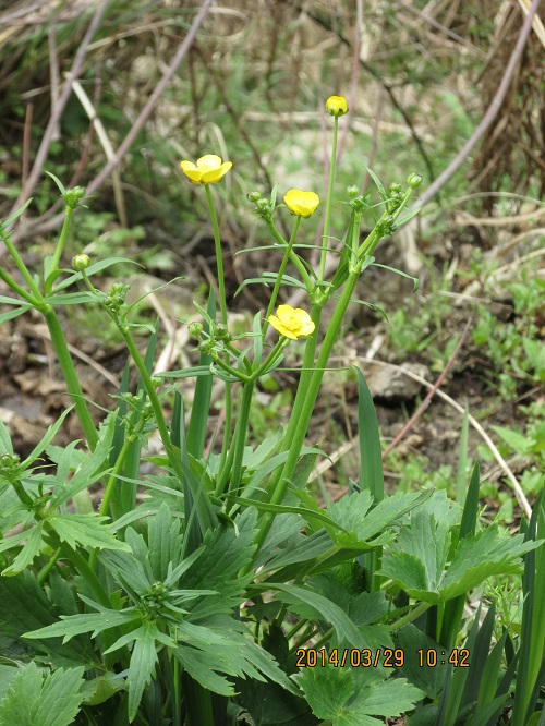 ウマノアシガタ（馬の脚形）