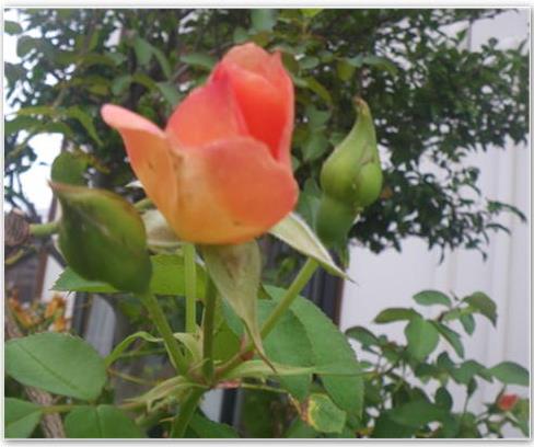 薔薇の蕾