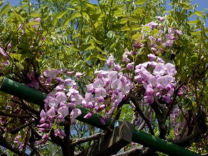 20120428(7).jpg