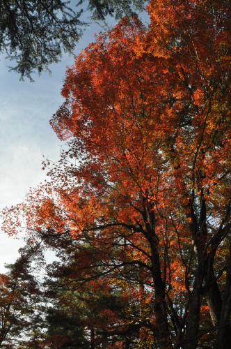 寺家公園