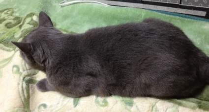 ぐり